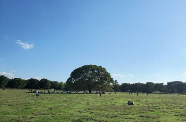 子連れにおすすめの遊び場！１日中遊べる『国営昭和記念公園』
