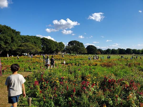 子連れにおすすめの遊び場！１日中遊べる『国営昭和記念公園』