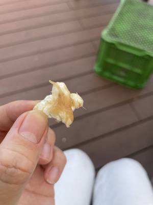 子供もペットも一緒に！BBQPITあざみ野ガーデンズでバーベキュー