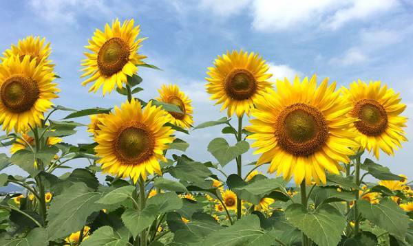 無料で遊べる「水遊び場」教えます！ 【関西エリア編】