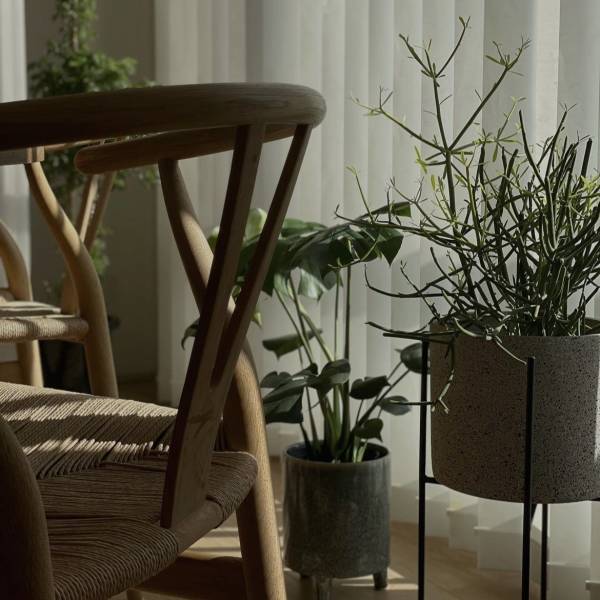 【都内】おしゃれな観葉植物が買えるお店！〜初心者向けから大型サイズまで〜 | HugMug