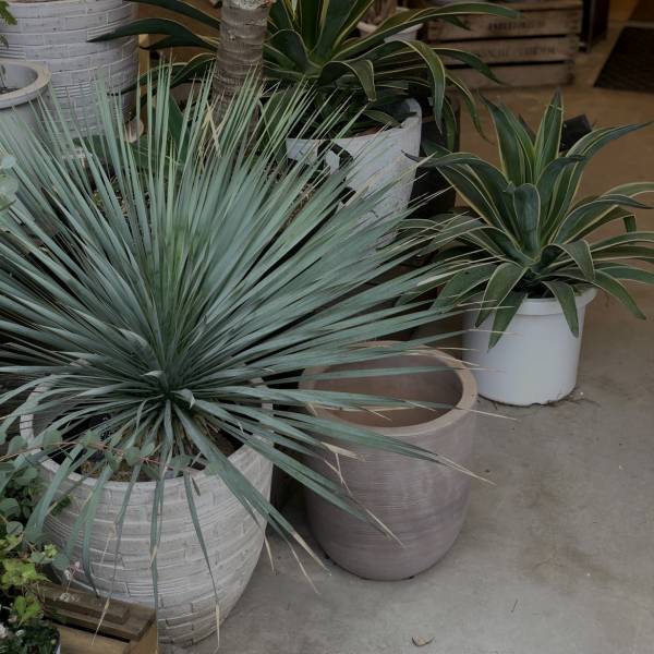 【都内】おしゃれな観葉植物が買えるお店！〜初心者向けから大型サイズまで〜 | HugMug