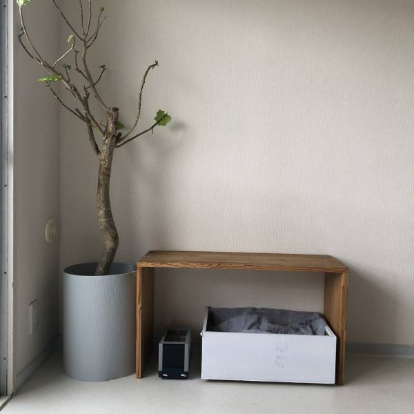 観葉植物のある暮らし必見！100均で見つけたコスパ最強アイテムをご紹介 | HugMug