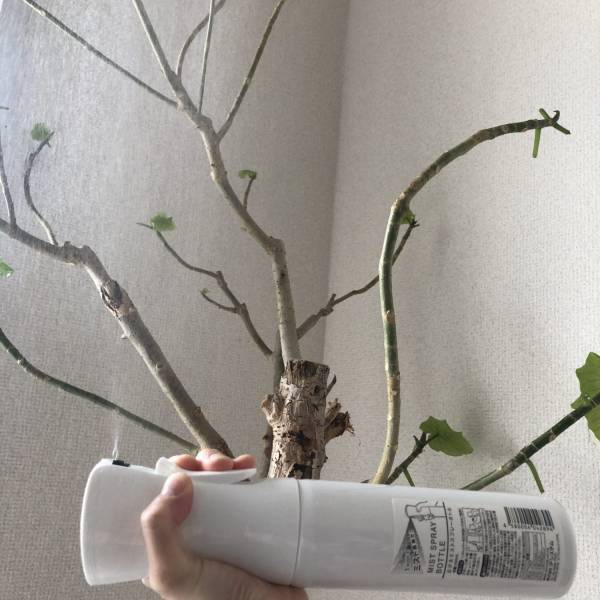 観葉植物のある暮らし必見！100均で見つけたコスパ最強アイテムをご紹介 | HugMug