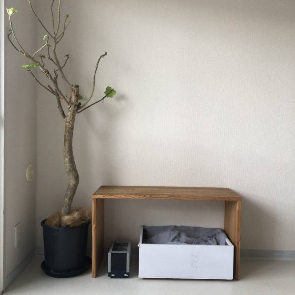 観葉植物のある暮らし必見！100均で見つけたコスパ最強アイテムをご紹介 | HugMug