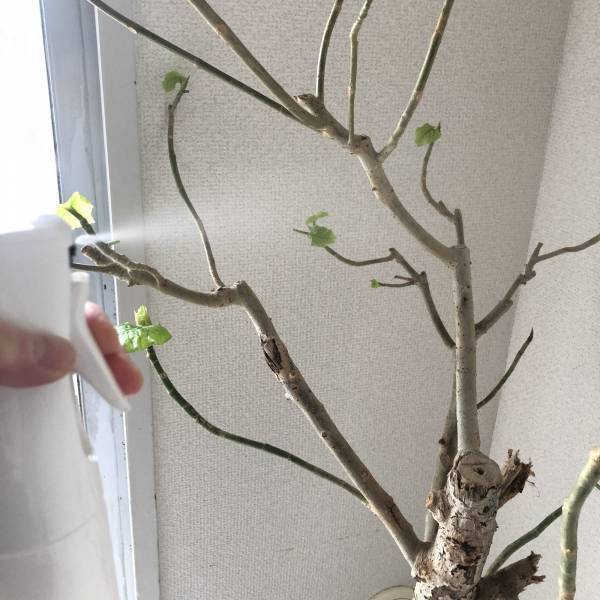 観葉植物のある暮らし必見！100均で見つけたコスパ最強アイテムをご紹介 | HugMug