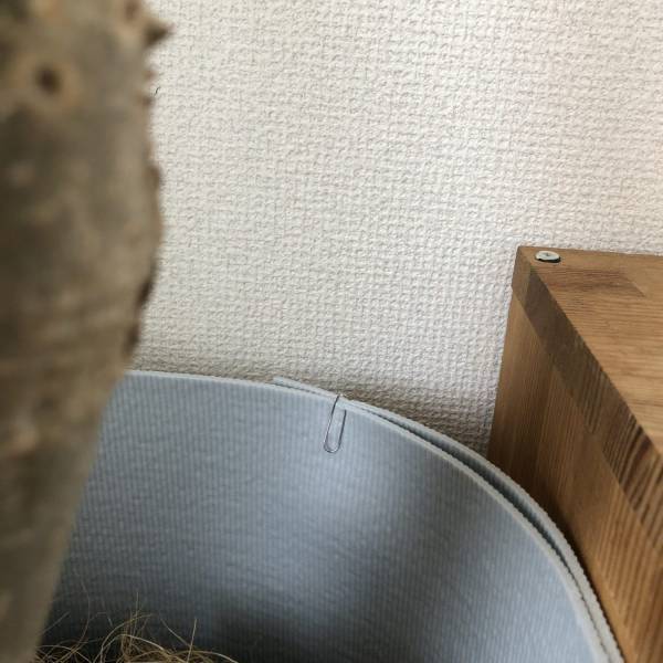 観葉植物のある暮らし必見！100均で見つけたコスパ最強アイテムをご紹介 | HugMug