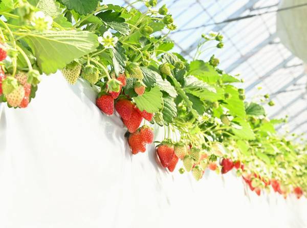 イチゴ狩りとスイーツを堪能！ カフェのあるイチゴ狩り農園6選【関東】 | HugMug