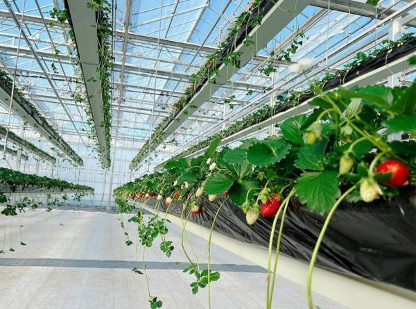 イチゴ狩りとスイーツを堪能！ カフェのあるイチゴ狩り農園6選【関東】 | HugMug