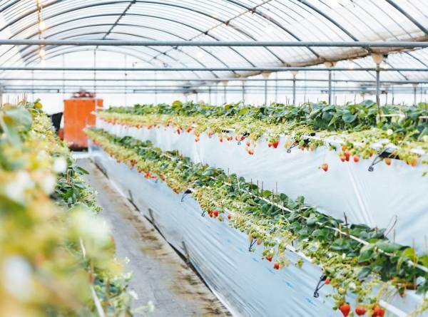 イチゴ狩りとスイーツを堪能！ カフェのあるイチゴ狩り農園6選【関東】 | HugMug