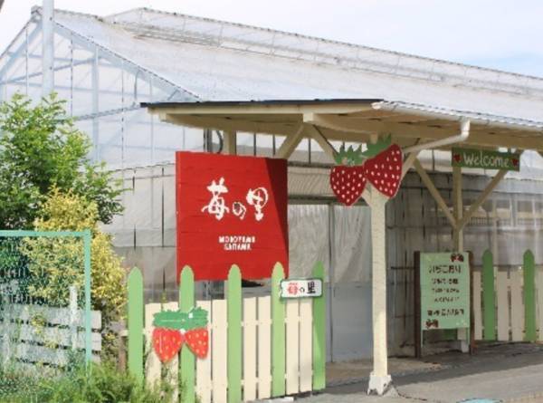 イチゴ狩りとスイーツを堪能！ カフェのあるイチゴ狩り農園6選【関東】 | HugMug