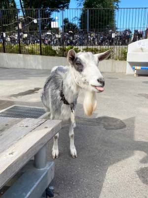 【入園無料】ふれあい動物広場や遊具、水遊びなど1日中遊べる「東板橋公園」が子連れにおすすめ！ | HugMug