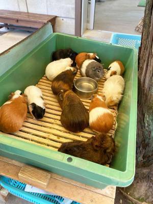 【入園無料】ふれあい動物広場や遊具、水遊びなど1日中遊べる「東板橋公園」が子連れにおすすめ！ | HugMug