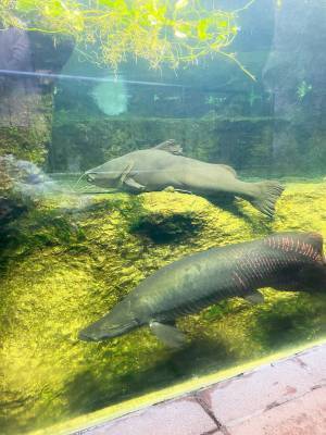 【未就学児無料】500種類の生き物を観察できる『足立区生物園』徹底レポ！ | HugMug