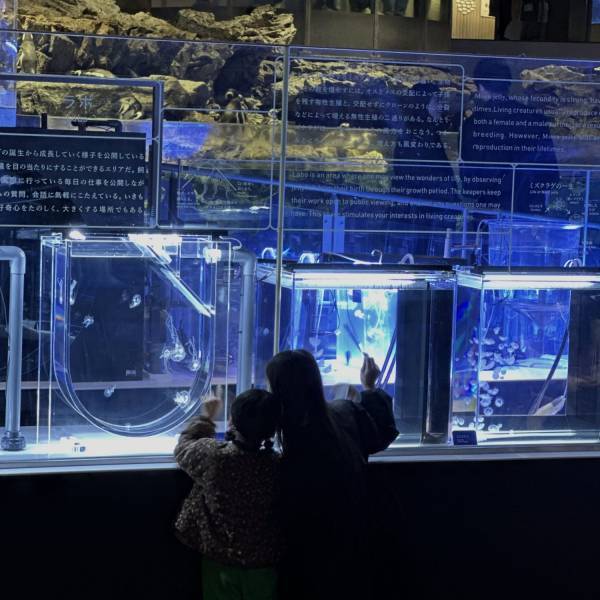 【すみだ水族館】全天候型で快適！ 都内の室内おすすめ子連れスポット | HugMug
