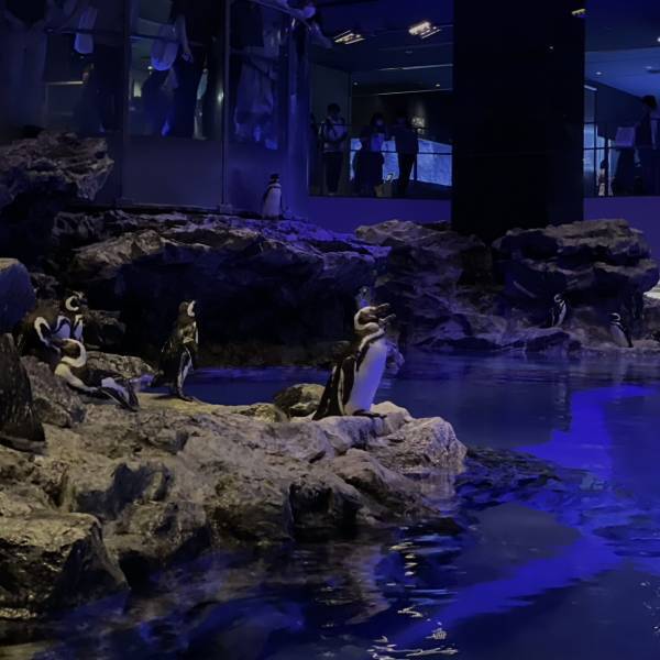 【すみだ水族館】全天候型で快適！ 都内の室内おすすめ子連れスポット | HugMug