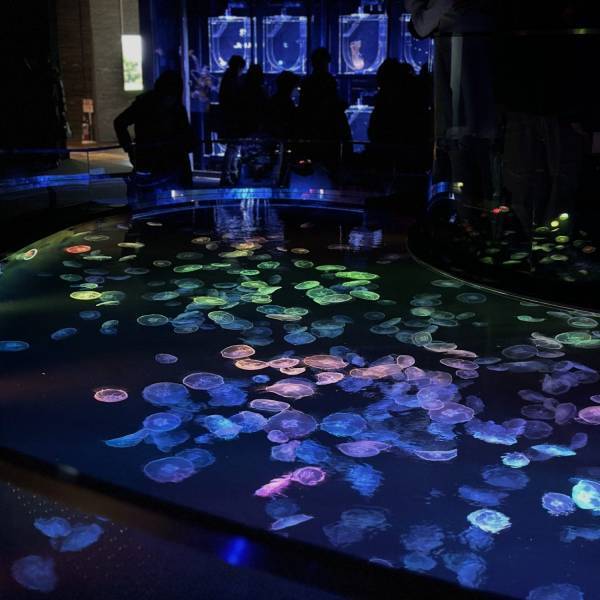 【すみだ水族館】全天候型で快適！ 都内の室内おすすめ子連れスポット | HugMug