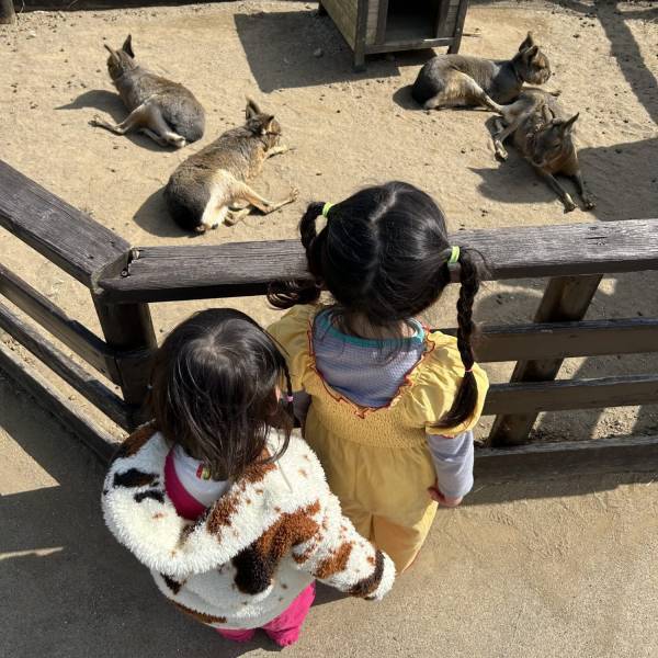 【3歳まで入場無料】意外と知らない！？マザー牧場はお花見もおすすめ！ | HugMug