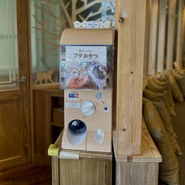 猫ちゃん好き必見！子連れにおすすめ猫カフェMOCHA【秋葉原】 | HugMug