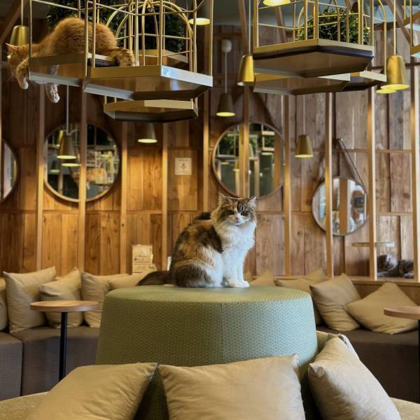 猫ちゃん好き必見！子連れにおすすめ猫カフェMOCHA【秋葉原】 | HugMug