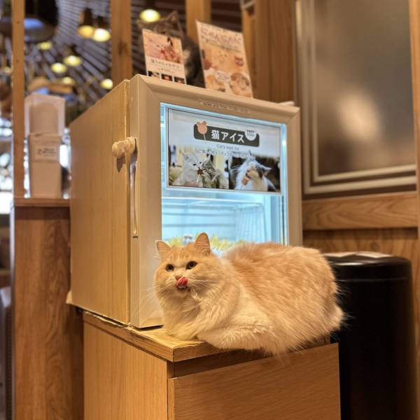 猫ちゃん好き必見！子連れにおすすめ猫カフェMOCHA【秋葉原】 | HugMug