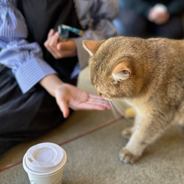 猫ちゃん好き必見！子連れにおすすめ猫カフェMOCHA【秋葉原】 | HugMug