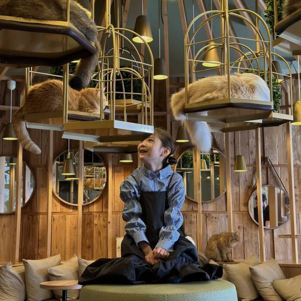 猫ちゃん好き必見！子連れにおすすめ猫カフェMOCHA【秋葉原】 | HugMug