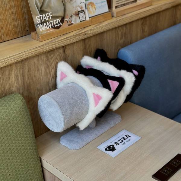 猫ちゃん好き必見！子連れにおすすめ猫カフェMOCHA【秋葉原】 | HugMug