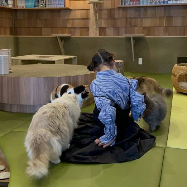 猫ちゃん好き必見！子連れにおすすめ猫カフェMOCHA【秋葉原】 | HugMug