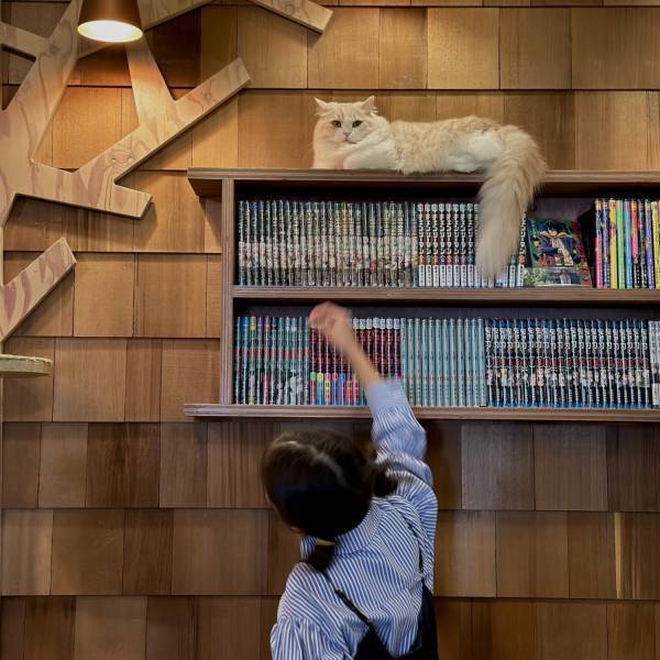 猫ちゃん好き必見！子連れにおすすめ猫カフェMOCHA【秋葉原】 | HugMug