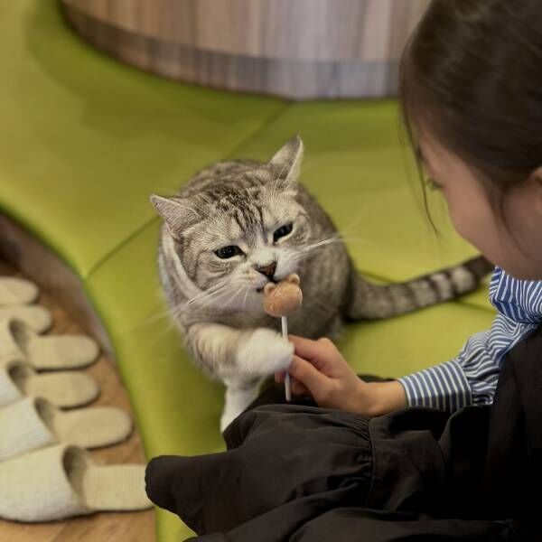 猫ちゃん好き必見！子連れにおすすめ猫カフェMOCHA【秋葉原】 | HugMug