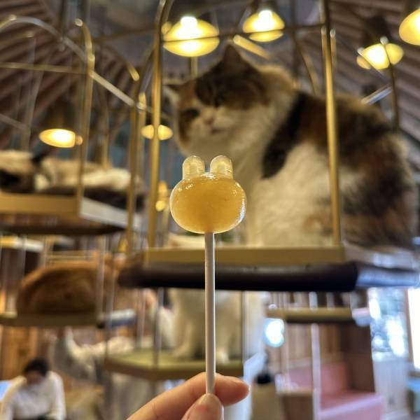 猫ちゃん好き必見！子連れにおすすめ猫カフェMOCHA【秋葉原】 | HugMug