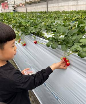 未就学児でも楽しめる！【4種類が30分食べ放題】おすすめイチゴ狩りスポット | HugMug