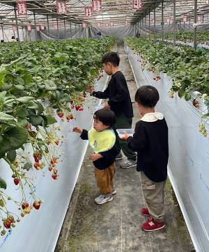 未就学児でも楽しめる！【4種類が30分食べ放題】おすすめイチゴ狩りスポット | HugMug