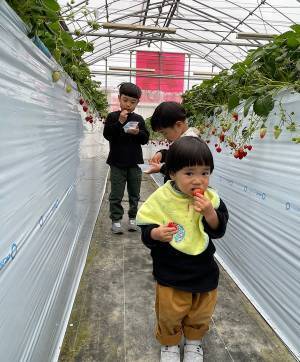 未就学児でも楽しめる！【4種類が30分食べ放題】おすすめイチゴ狩りスポット | HugMug