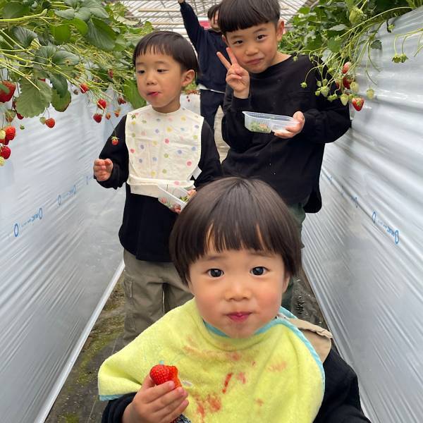未就学児でも楽しめる！【4種類が30分食べ放題】おすすめイチゴ狩りスポット | HugMug