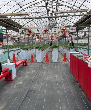 未就学児でも楽しめる！【4種類が30分食べ放題】おすすめイチゴ狩りスポット | HugMug