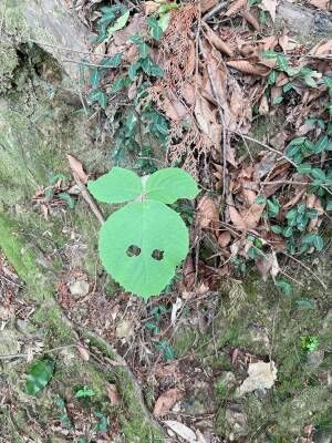 初めての子連れ登山には高尾山がおすすめ！持ち物やコースなど徹底レポ | HugMug