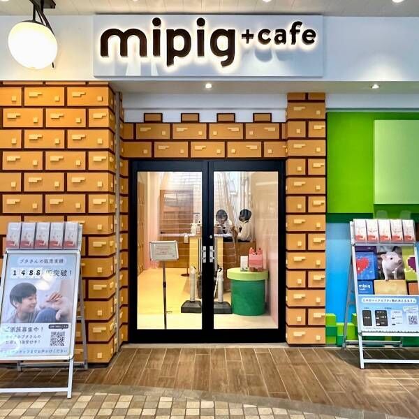 マイクロブタと触れ合える！！子どもOKのマイクロブタカフェ「mipig cafe」レポ！ | HugMug