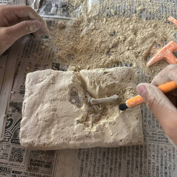 1000円ちょいで本格的な発掘ができる！DR.STEVE HUNTERS 『恐竜発掘キット』がおすすめ | HugMug