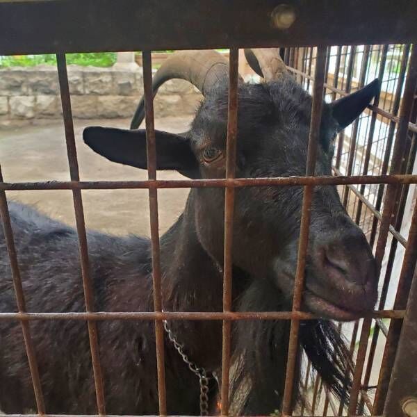 川遊びやふれあい牧場、BBQと一日中遊べる！子連れにおすすめの『夕やけ小やけふれあいの里』 | HugMug