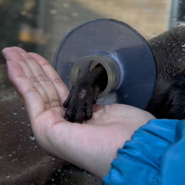 【下田海中水族館】大迫力イルカショー＆可愛いコツメカワウソと触れ合える！静岡の子連れお出かけ | HugMug