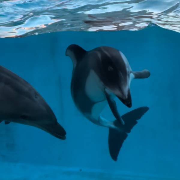 【下田海中水族館】大迫力イルカショー＆可愛いコツメカワウソと触れ合える！静岡の子連れお出かけ | HugMug