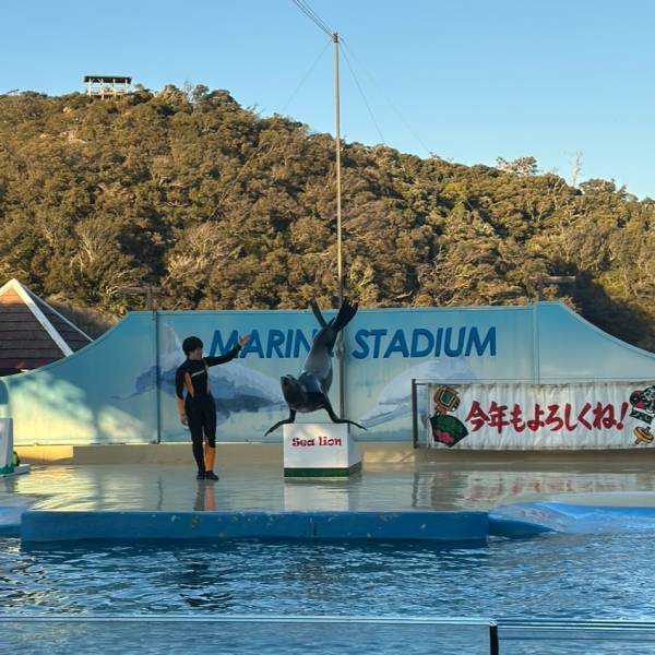 【下田海中水族館】大迫力イルカショー＆可愛いコツメカワウソと触れ合える！静岡の子連れお出かけ | HugMug
