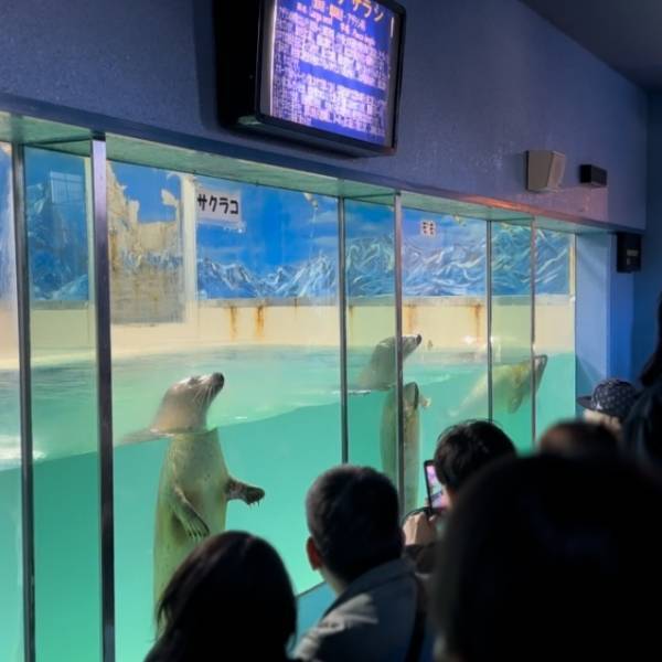 【下田海中水族館】大迫力イルカショー＆可愛いコツメカワウソと触れ合える！静岡の子連れお出かけ | HugMug