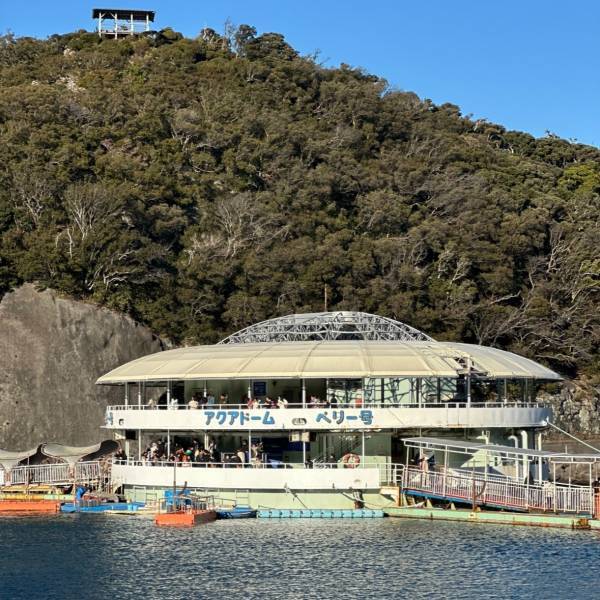 【下田海中水族館】大迫力イルカショー＆可愛いコツメカワウソと触れ合える！静岡の子連れお出かけ | HugMug