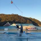 【下田海中水族館】大迫力イルカショー＆可愛いコツメカワウソと触れ合える！静岡の子連れお出かけ | HugMug