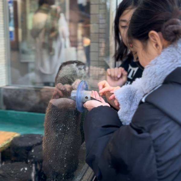 【下田海中水族館】大迫力イルカショー＆可愛いコツメカワウソと触れ合える！静岡の子連れお出かけ | HugMug