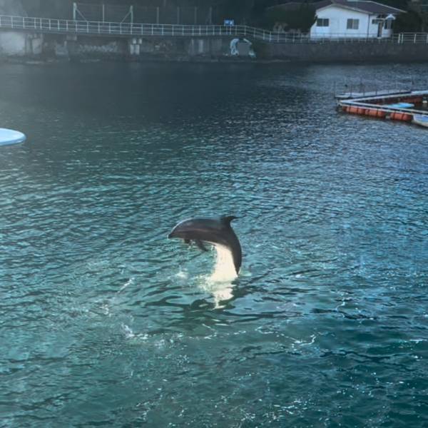 【下田海中水族館】大迫力イルカショー＆可愛いコツメカワウソと触れ合える！静岡の子連れお出かけ | HugMug