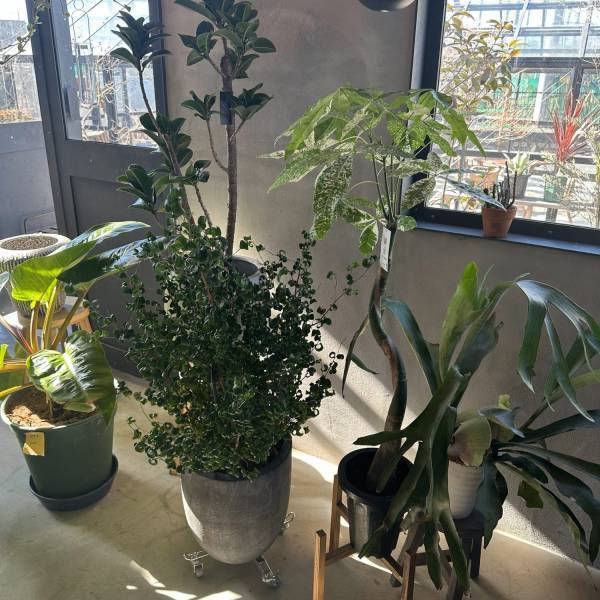 【栃木県佐野市】観葉植物好きに絶対おすすめ！センスのいい植物が購入できるお店をご紹介 | HugMug